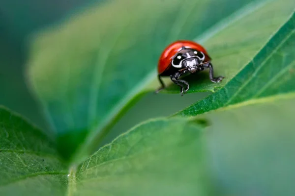 一只可爱的红色瓢虫坐在树叶上的特写镜头 — 图库照片