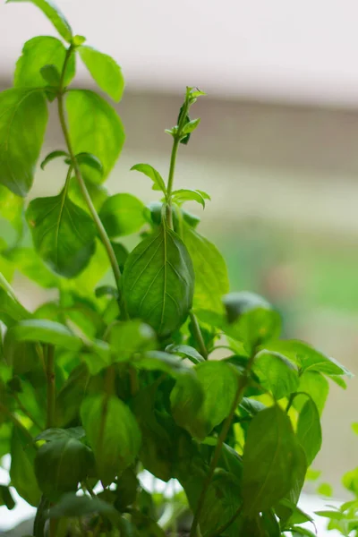 Vertical Closeup Shot Green Leaves Potted Plant — Stock Photo, Image