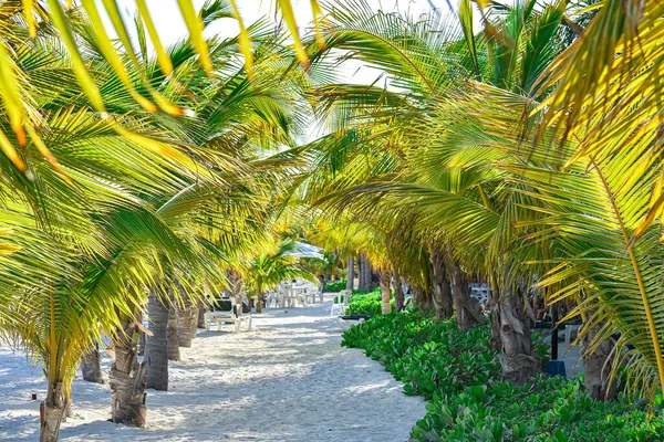 Mesmerizing Shot Beautiful Sandy Beach Palm Trees — Stock Photo, Image