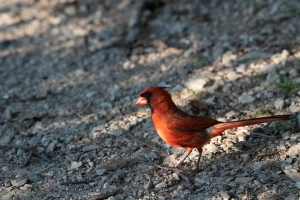 Closeup Red Bird Ground — Stock Photo, Image