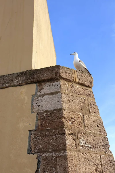 Colpo Verticale Uccello Bianco Muro Mattoni — Foto Stock