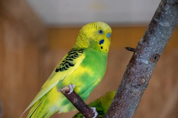 Tiro Foco Seletivo Papagaio Ondulado Bonito Zoológico — Fotografia de Stock