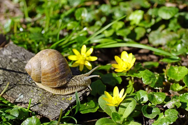 Detailní Záběr Listí Stromu Lymnaea — Stock fotografie