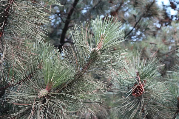 Closeup Pine Tree Leaves Outdoors Daylight — Stock Photo, Image