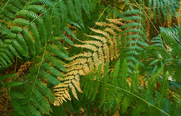 Closeup Fern Leaves Field Sunlight Daytime — Stock Photo, Image