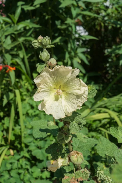 Disparo Vertical Una Abeja Sobre Una Flor Malva Blanca — Foto de Stock