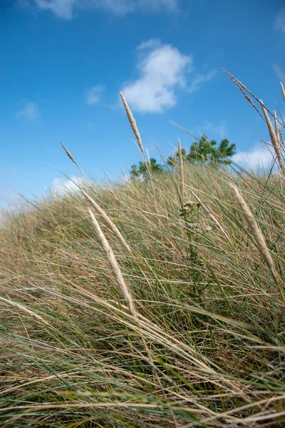 Een Verticaal Schot Van Reuzenstokken Groen Onkruid Planten — Stockfoto