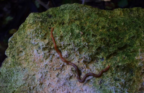 Una Lombriz Tierra Una Piedra Húmeda Musgosa Cerca Estanque Agua — Foto de Stock