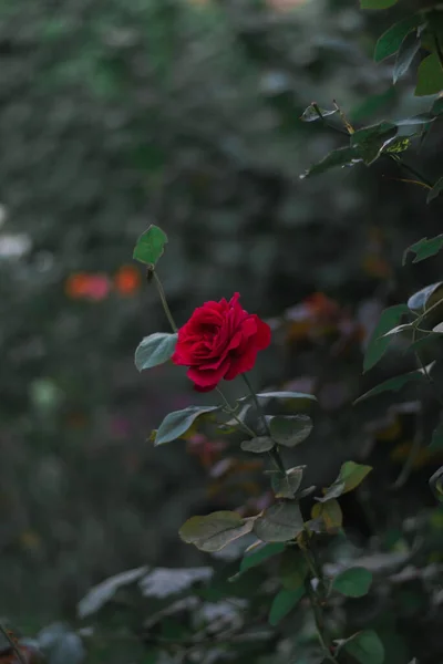 Une Mise Point Sélective Verticale Une Rose Rouge Vif Fleurs — Photo