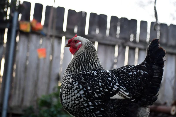 Eine Selektive Fokusaufnahme Einer Henne Bei Tag Mit Einem Zaun — Stockfoto