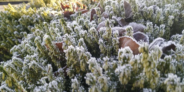 Nahaufnahme Einer Pflanze Die Mit Morgenfrost Bedeckt Ist — Stockfoto