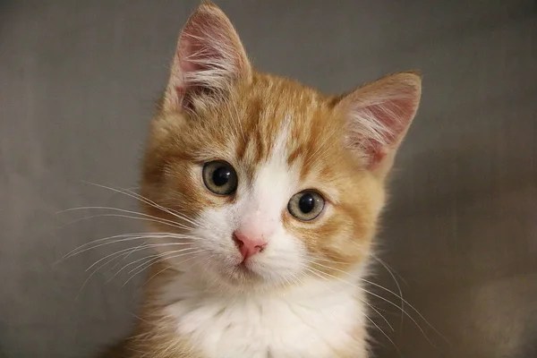 緑の目をした可愛いオレンジ色の猫のクローズアップ — ストック写真