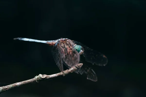 Nahaufnahme Einer Libelle Auf Einem Ast Mit Schwarzem Hintergrund — Stockfoto