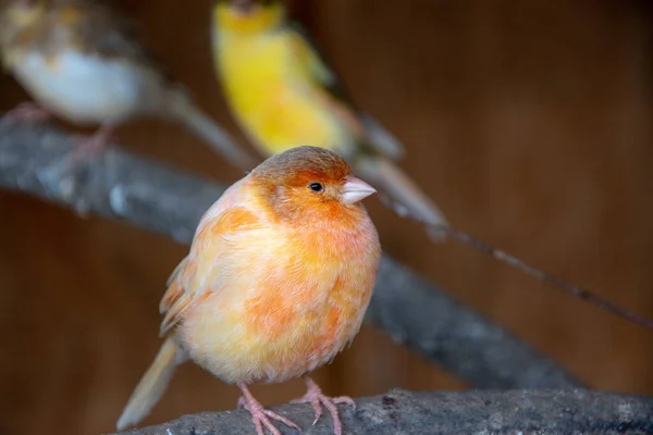 Bulanık Bir Arkaplanda Turuncu Bir Robin Yakın Plan Çekimi — Stok fotoğraf