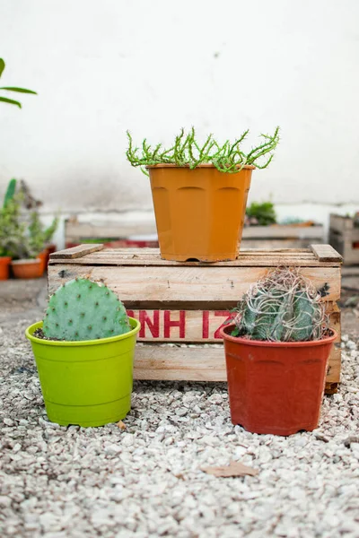 Eine Vertikale Aufnahme Bunter Kakteentöpfe — Stockfoto