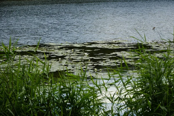 Tiro Foco Seletivo Lago Com Flores — Fotografia de Stock