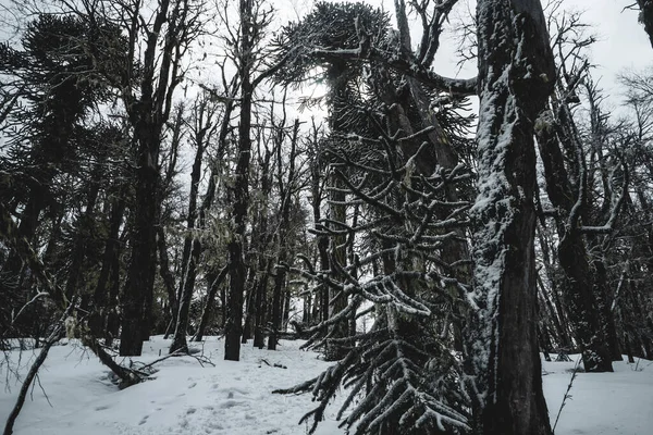 Una Foresta Con Alberi Alti Inverno Con Cielo Scuro — Foto Stock