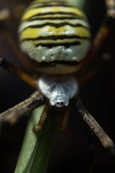 Disparo Vertical Una Araña Amarilla Una Rama Campo Bajo Luz — Foto de Stock