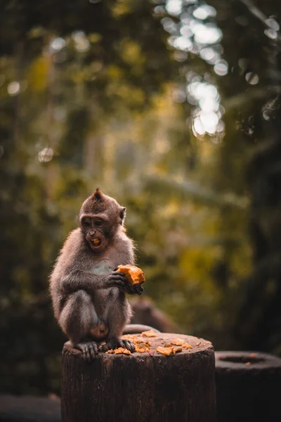 Monyet Macaque Yang Lucu Sedang Makan Buah — Stok Foto