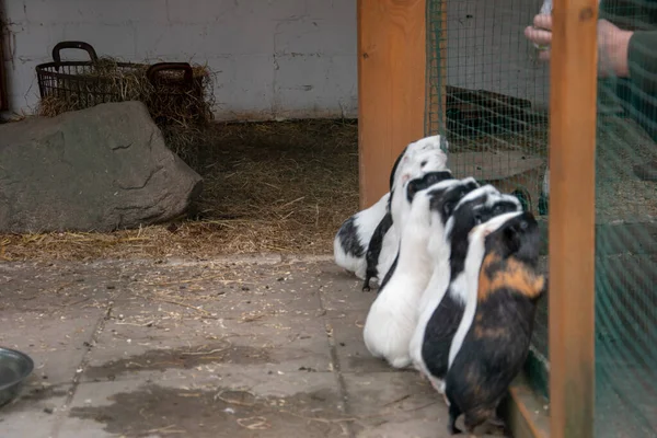 可爱的几只几内亚猪的选择性聚焦镜头 — 图库照片