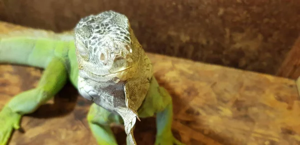 Närbild Stor Grön Leguan — Stockfoto