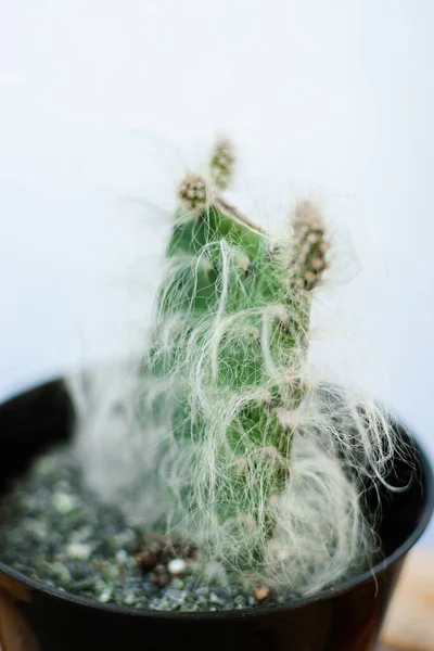 Pystysuora Laukaus Oreocereus Celsianus Kaktusta — kuvapankkivalokuva