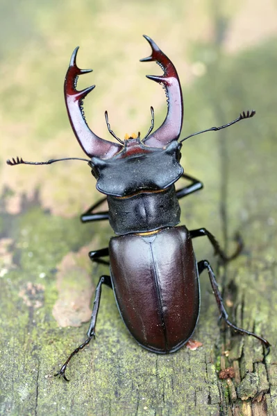 Eine Vertikale Selektive Fokusaufnahme Eines Hirschkäfers Auf Dem Boden — Stockfoto