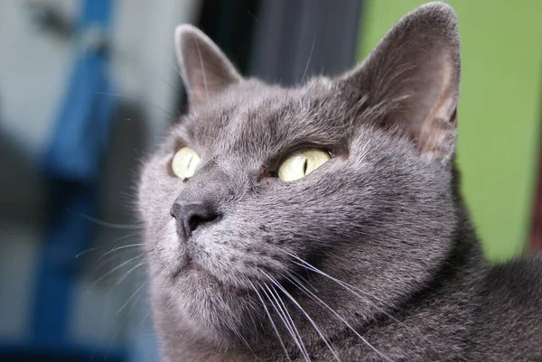Eine Selektive Fokusaufnahme Einer Grauen Katze Mit Wütenden Augen — Stockfoto