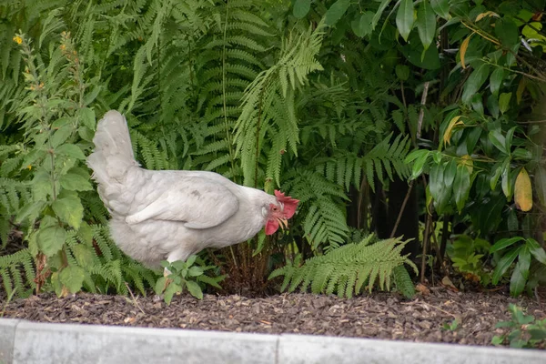 Closeup Shot White Chicken — Stock Photo, Image