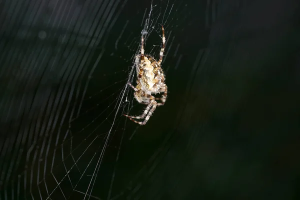 거미집에 거미가 — 스톡 사진