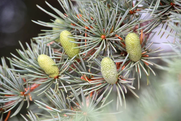 Gros Plan Cônes Pin Pinyon — Photo