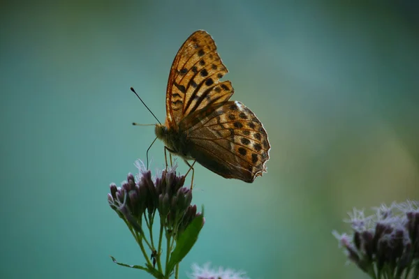 小さな花に美しい蝶のクローズアップショット — ストック写真