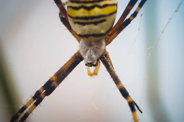 Primo Piano Ragno Giardino Giallo Una Tela Con Uno Sfondo — Foto Stock