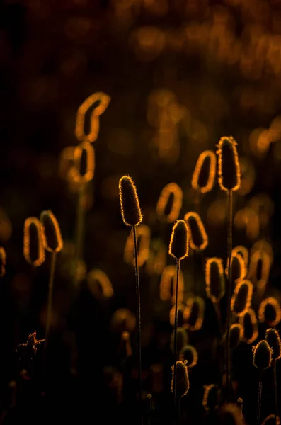 Vertical Closeup Shot Thistles Growing Field Golden Sunset — Zdjęcie stockowe