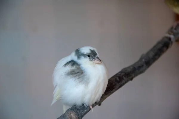 一只白鸟栖息在背景模糊的树枝上的特写镜头 — 图库照片