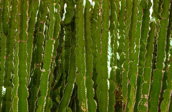 Tiro Perto Folhas Acanthocereus Tetragonus — Fotografia de Stock