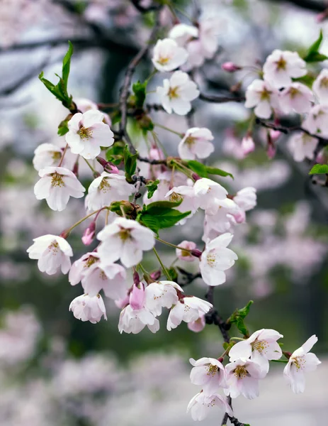 背景がぼんやりとした陽射しの下で美しい桜のライトアップ — ストック写真