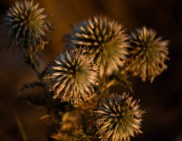 Eine Nahaufnahme Schöner Distelblumen Auf Verschwommenem Hintergrund — Stockfoto