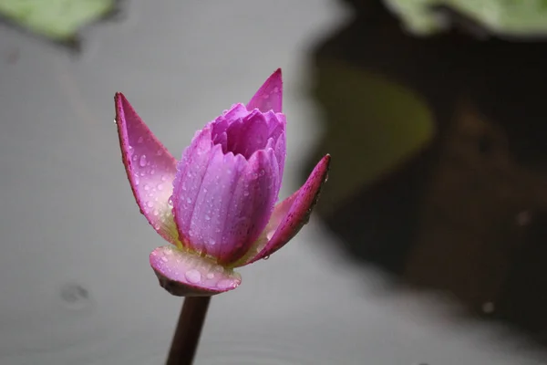 Sudaki Pembe Nilüfer Çiçeğinin Seçici Odak Noktası — Stok fotoğraf