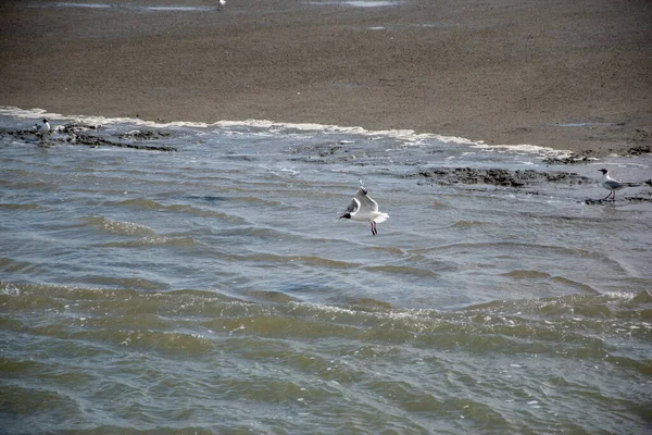 Closeup Shot Flying Seagull — Stock Photo, Image