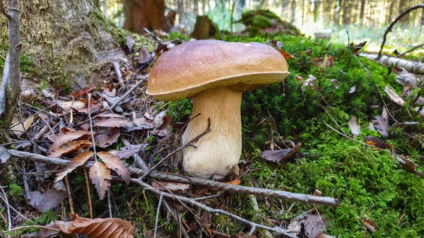 버섯인 투스에 Boletus Edulis 포치니 — 스톡 사진