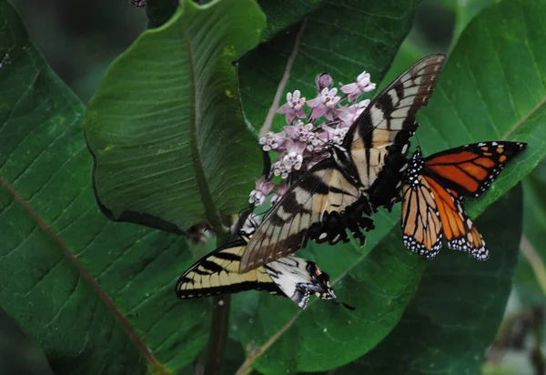 Gros Plan Beaux Papillons Perchés Sur Une Fleur — Photo