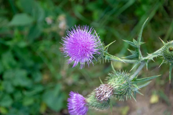 Μια Επιλεκτική Εστίαση Του Φυτού Thistle — Φωτογραφία Αρχείου