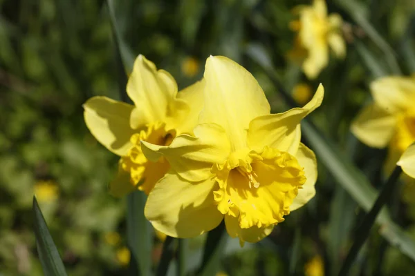 Primer Plano Una Hermosa Flor Narciso Amarillo Jardín — Foto de Stock