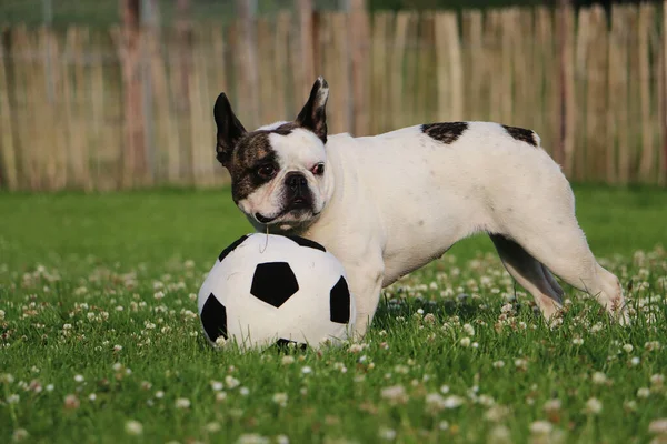 Primo Piano Simpatico Cane Marrone Bianco Che Gioca Con Pallone — Foto Stock