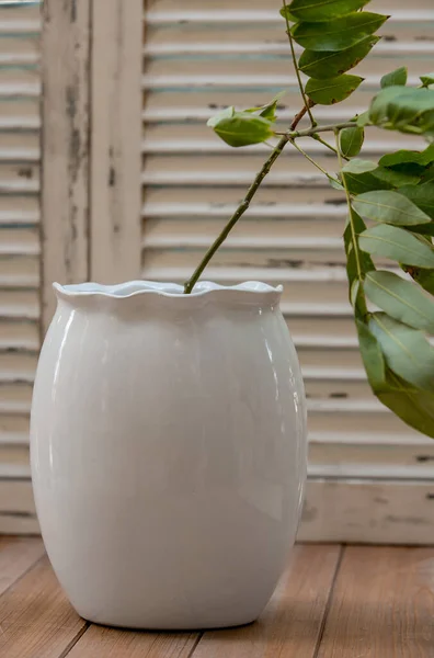 Plan Vertical Pot Fleurs Céramique Blanche Avec Une Plante Verte — Photo