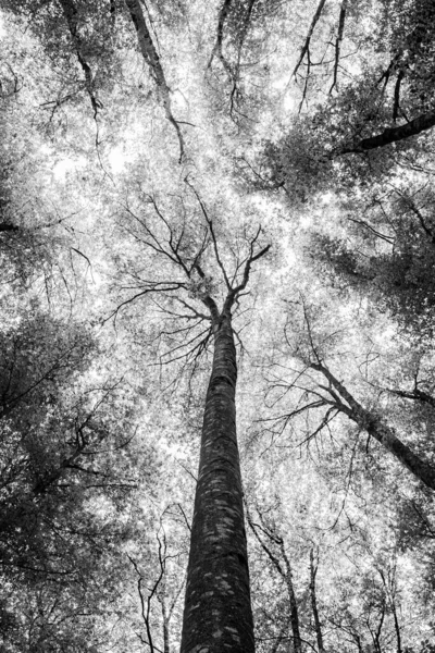 Низкоугольный Снимок Серой Шкале Леса — стоковое фото