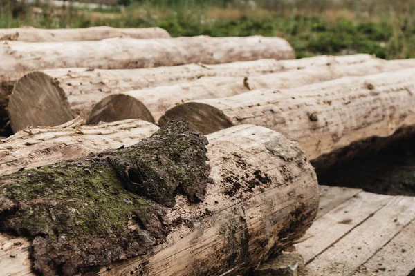 Closeup Shot Wooden Logs Mud — Stock Photo, Image