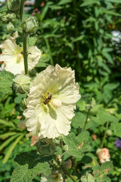 白い百合の花に蜂の垂直ショット — ストック写真