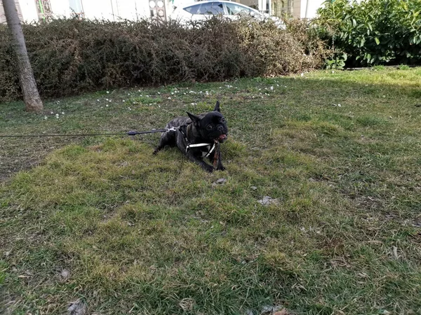 Primo Piano Simpatico Bulldog Nero Francese Sull Erba Che Gioca — Foto Stock